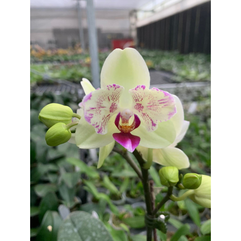 Katta qiz bilan jinsiy aloqa